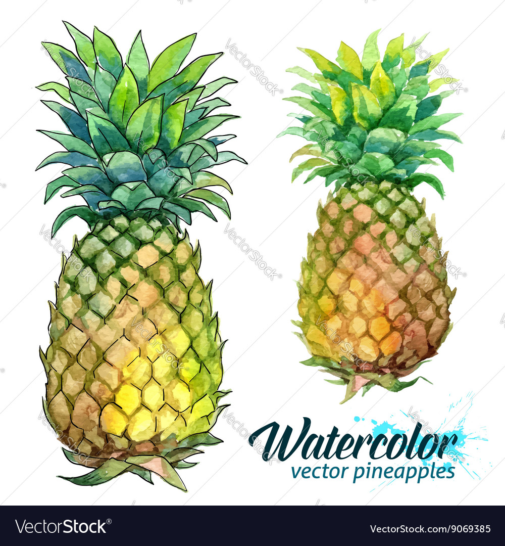 Watercolor Painting Fresh Pineapples Royalty Free Vector