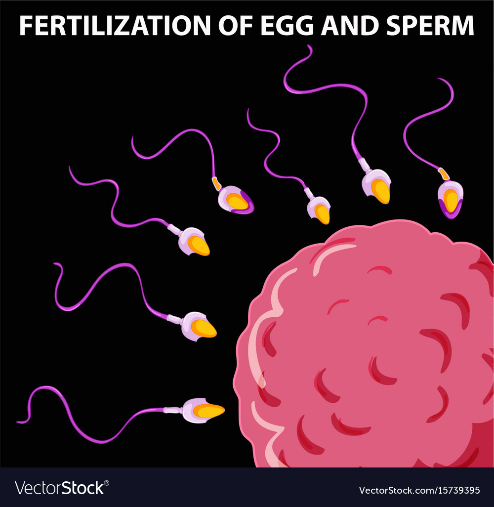 fertilization diagram