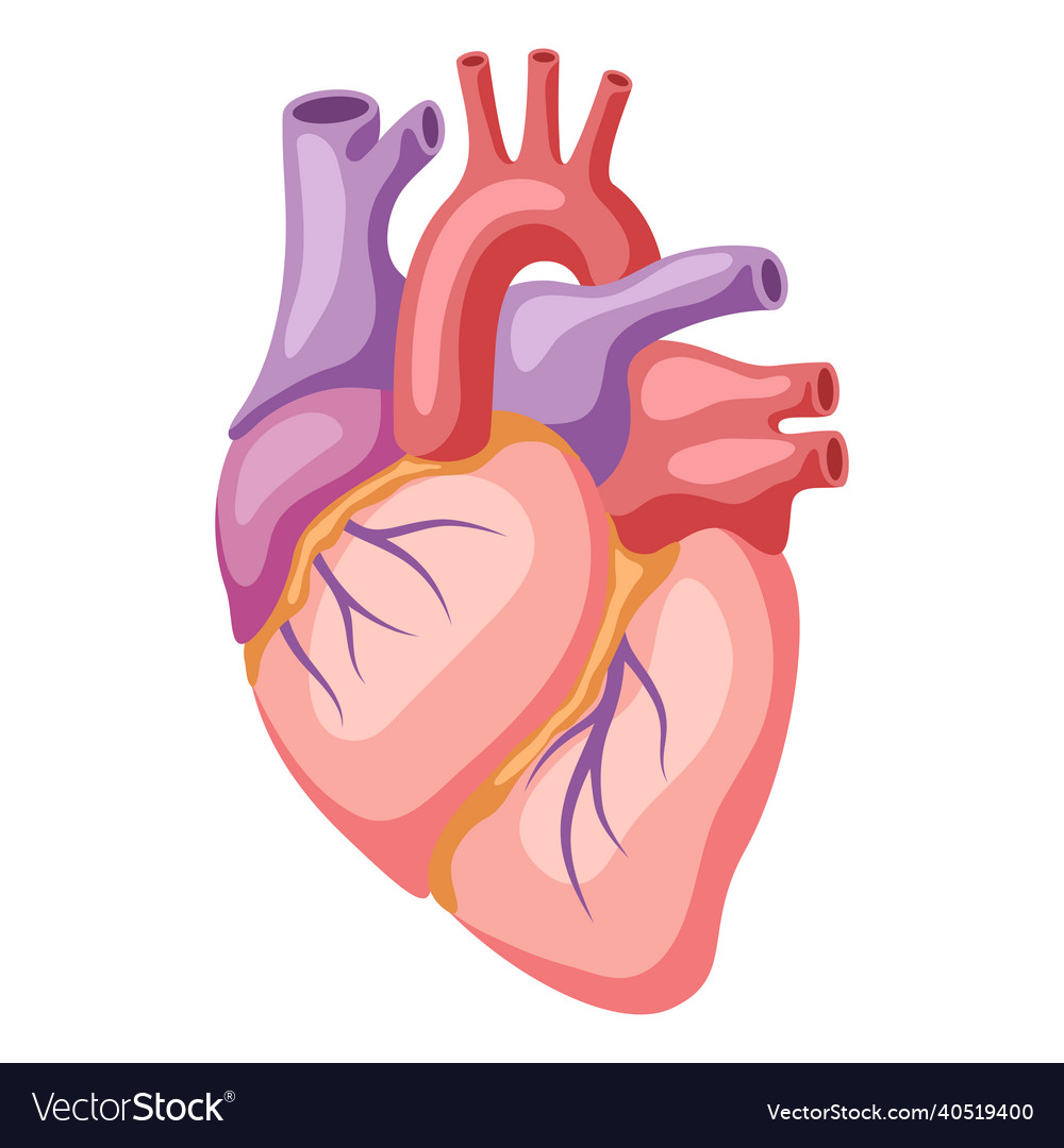 Heart internal organ human body Royalty Free Vector Image