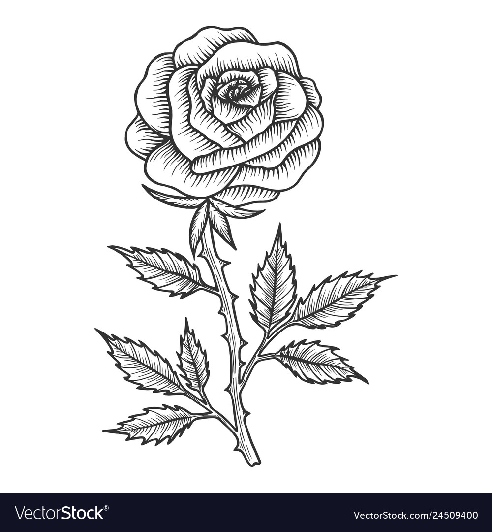 Set Of Rose Bud Flower And Leaves, Sketch Vector Graphics Color  Illustration On White Background Royalty Free SVG, Cliparts, Vectors, And  Stock Illustration. Image 135544833.