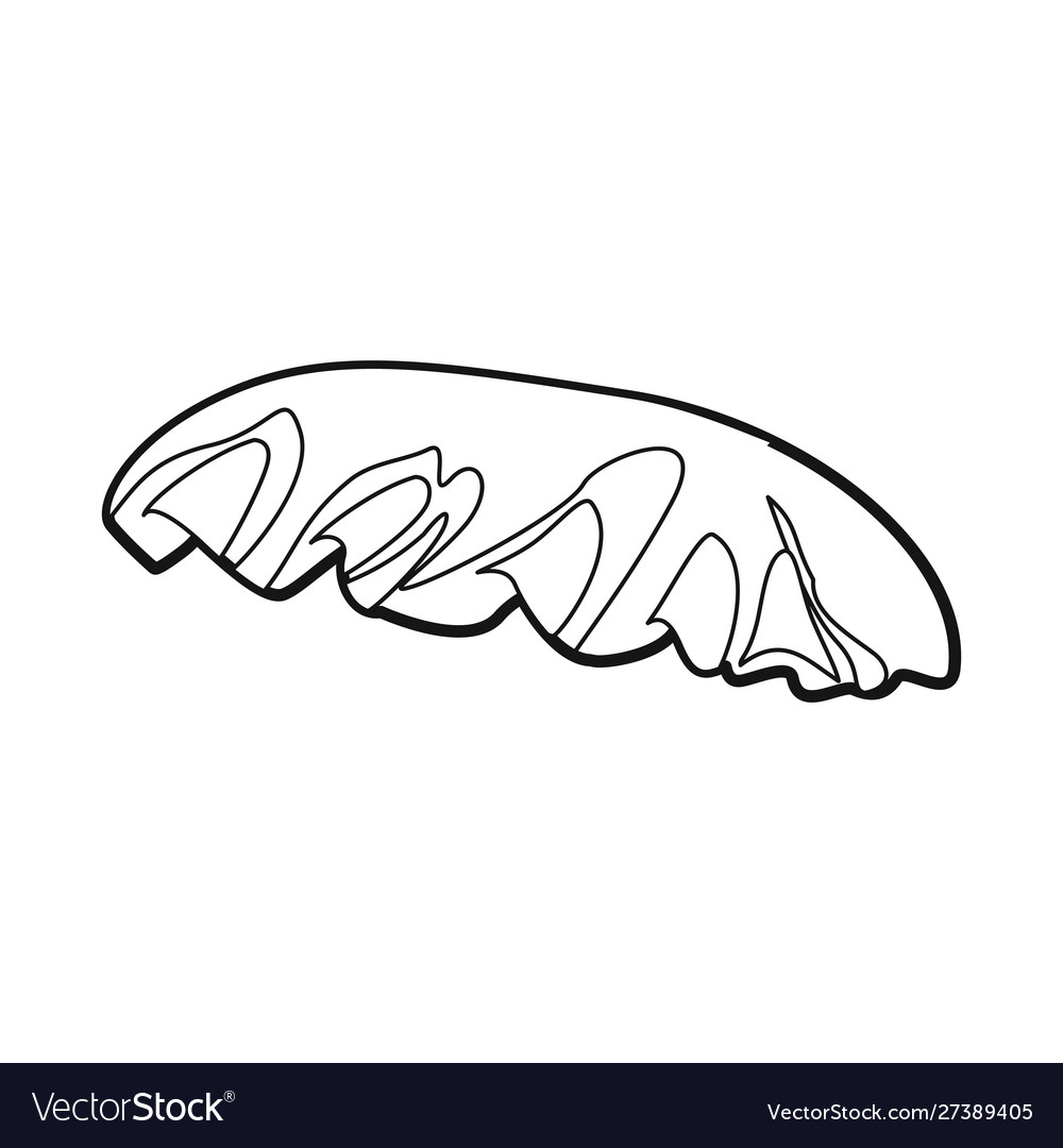 Isolated object bun and bread sign web element