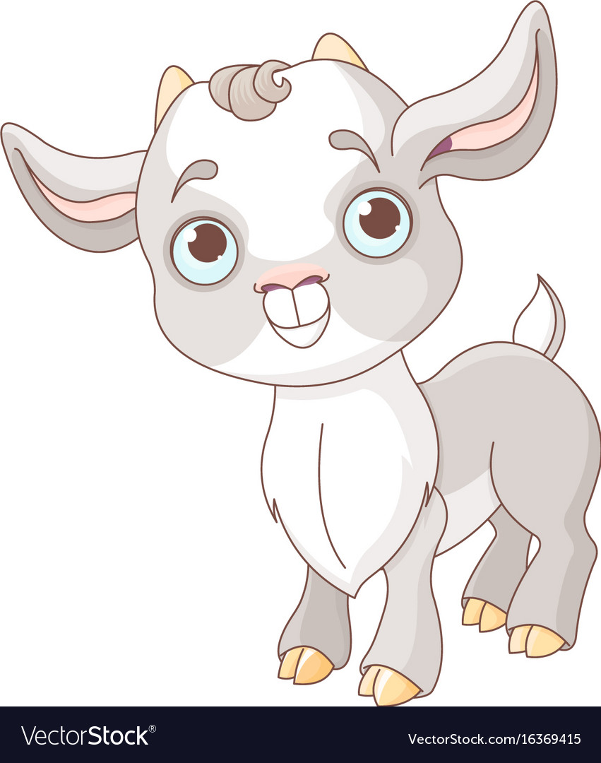 Baby goat