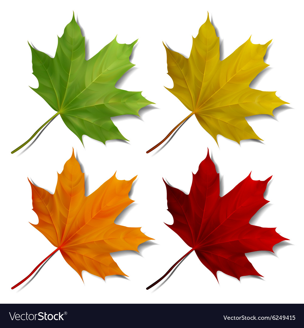 Set realistic maple leaves Royalty Free Vector Image