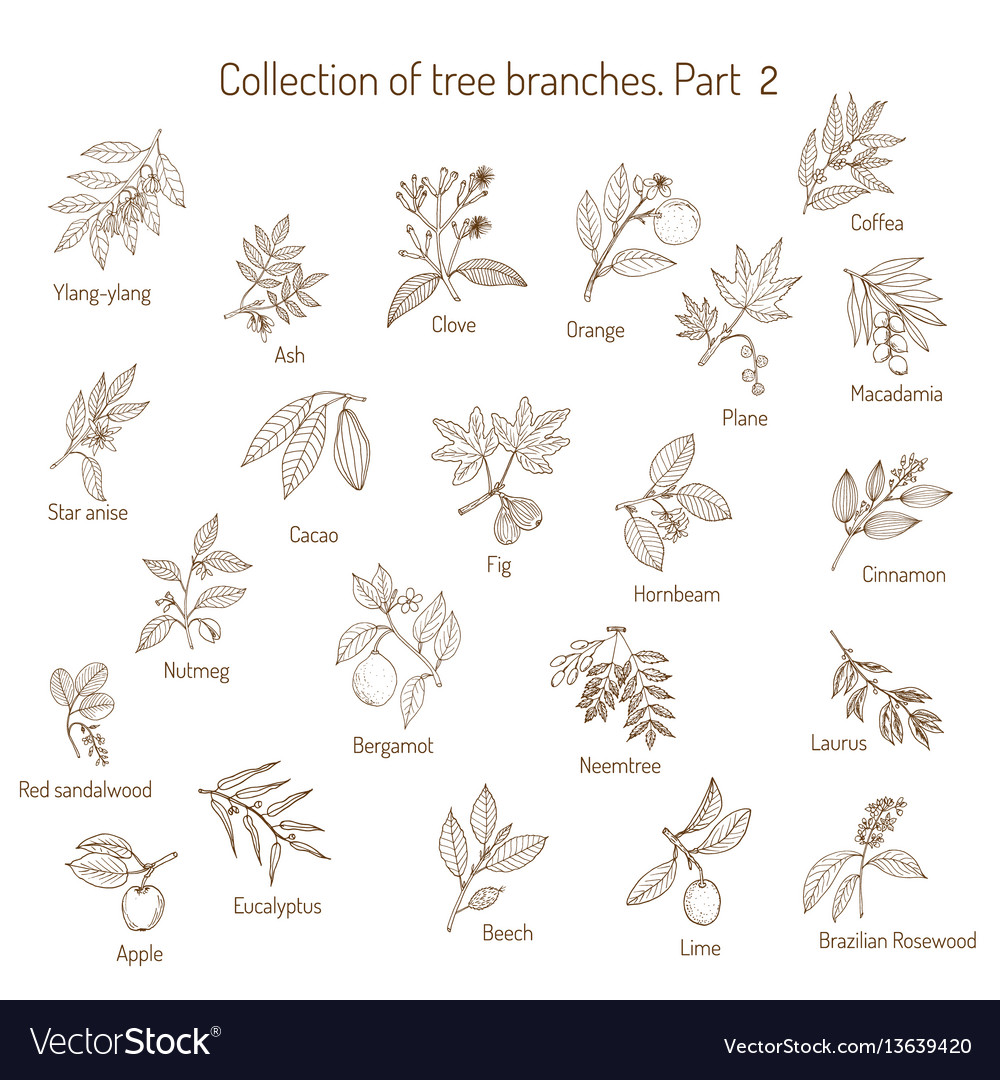 Set of different tree branches Royalty Free Vector Image