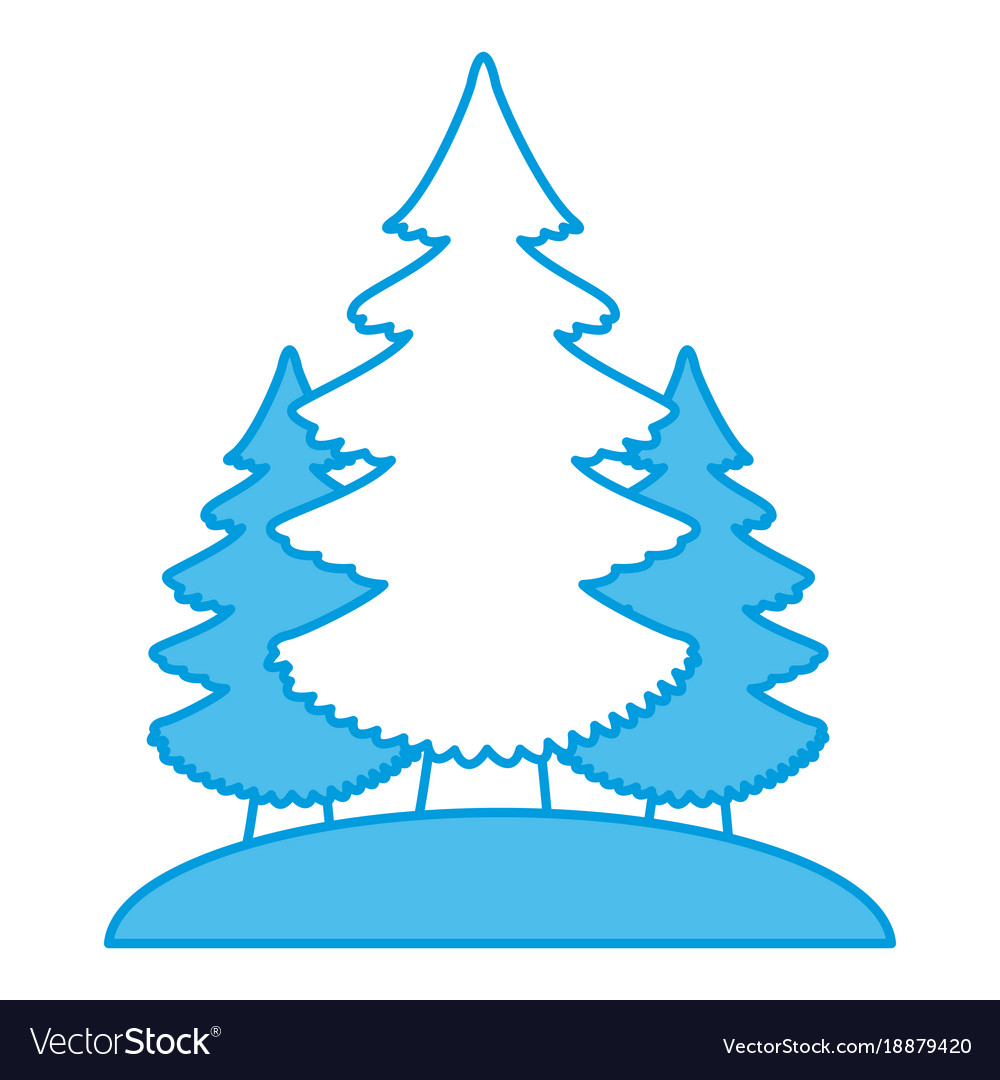 Trees pines isolated