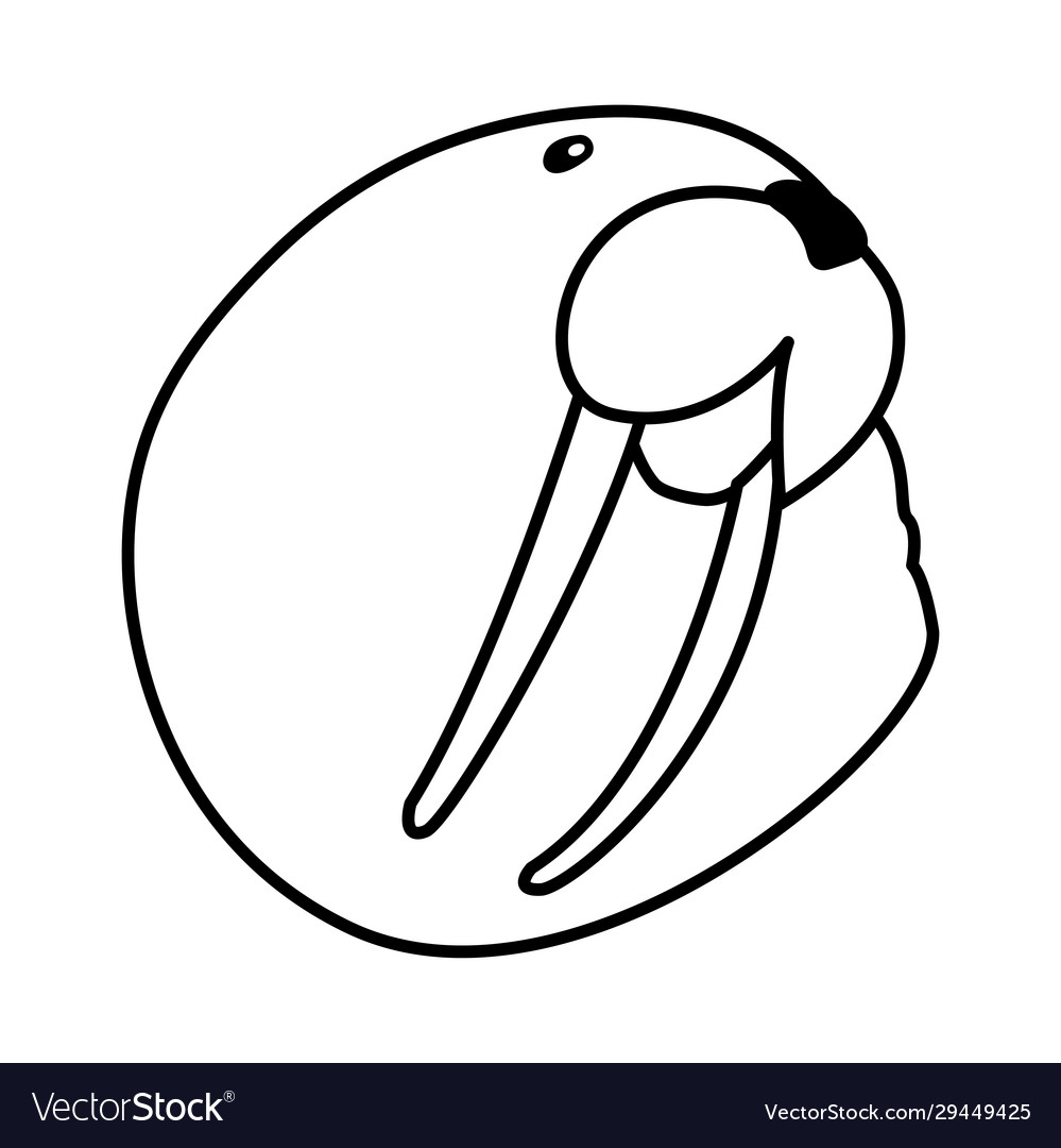 Head walrus on a white background