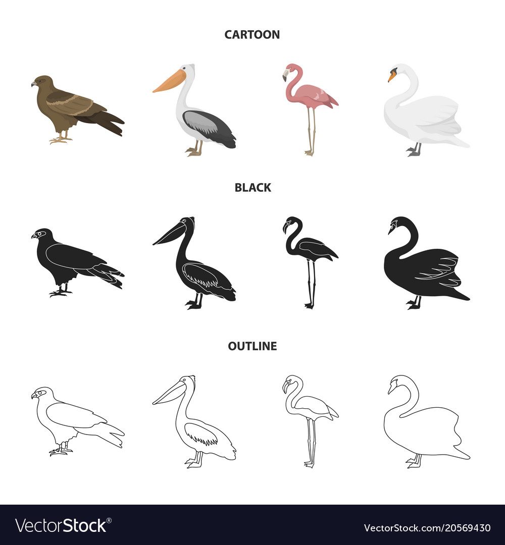 Kite Pelican Flamingo Swan Birds Set Royalty Free Vector vectorstock