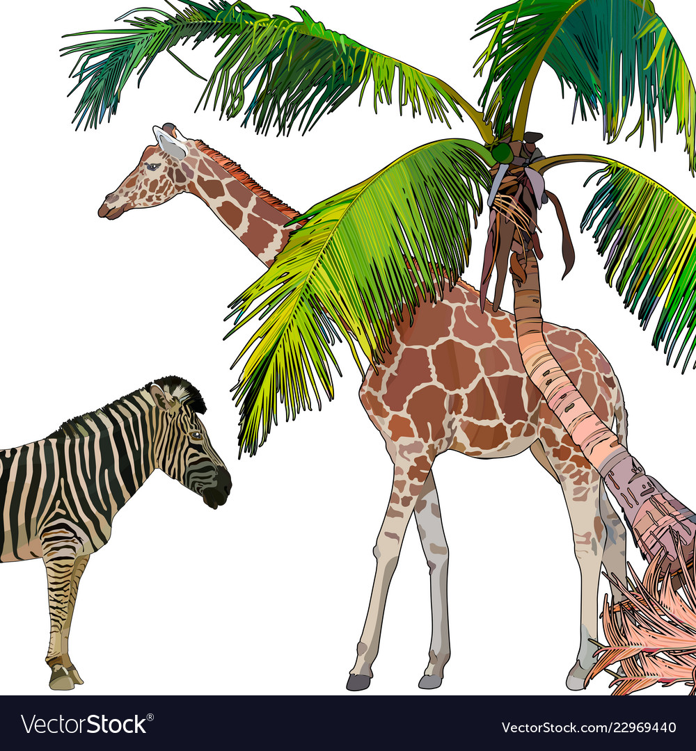 Background with zebra giraffe and palm tree vector image Background with zebra giraffe and palm tree
