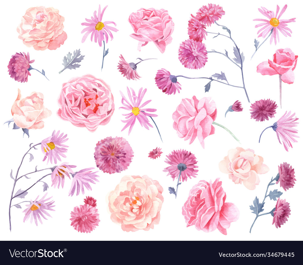 Set Watercolor Chrysanthemums And Roses Royalty Free Vector