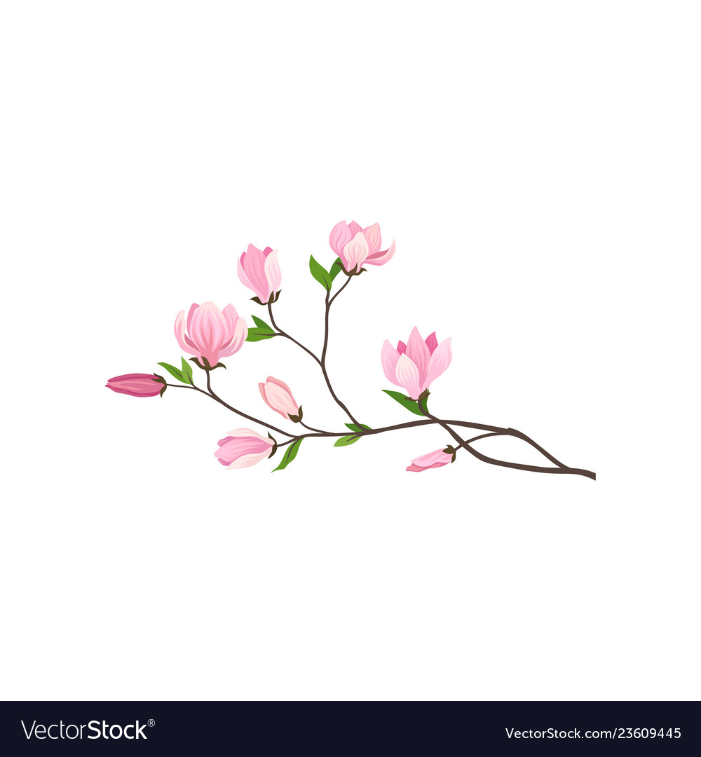 Small branch of tree with fresh pink flowers vector image Small branch of tree with fresh pink flowers