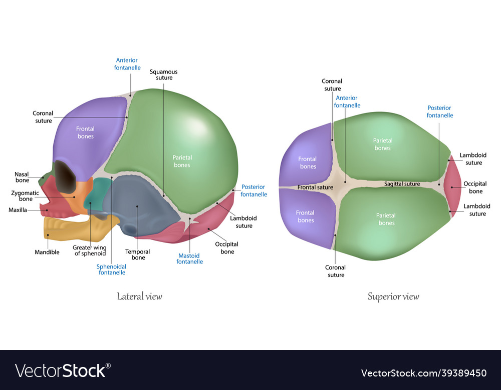 Anatomy Of The Newborn Skull Cranial Sutures Vector Image | SexiezPicz ...