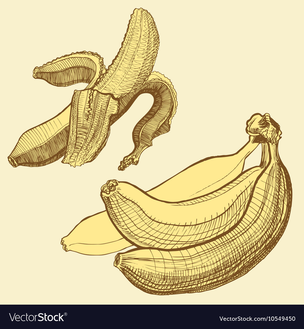 Bananas engraving drawing fruit and food themes