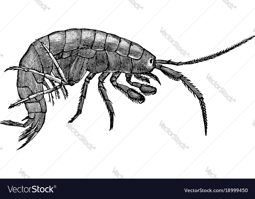 Freshwater shrimp vintage