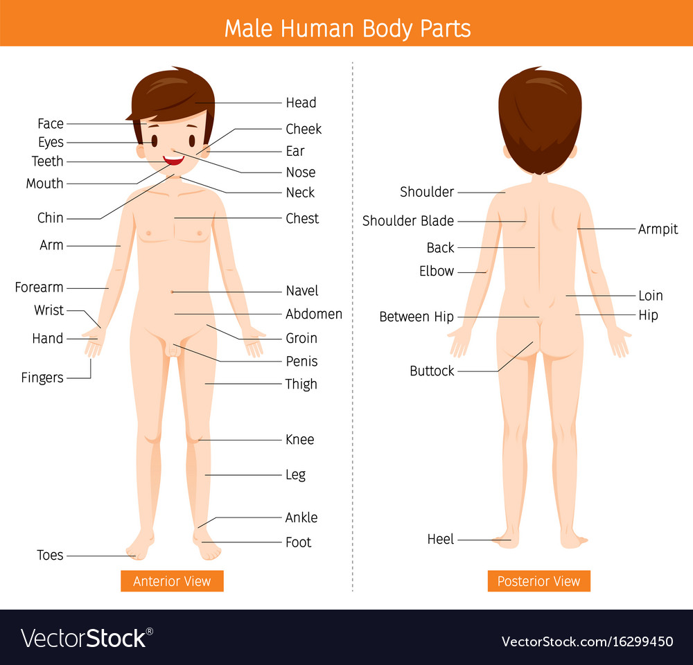 anatomy of male human body