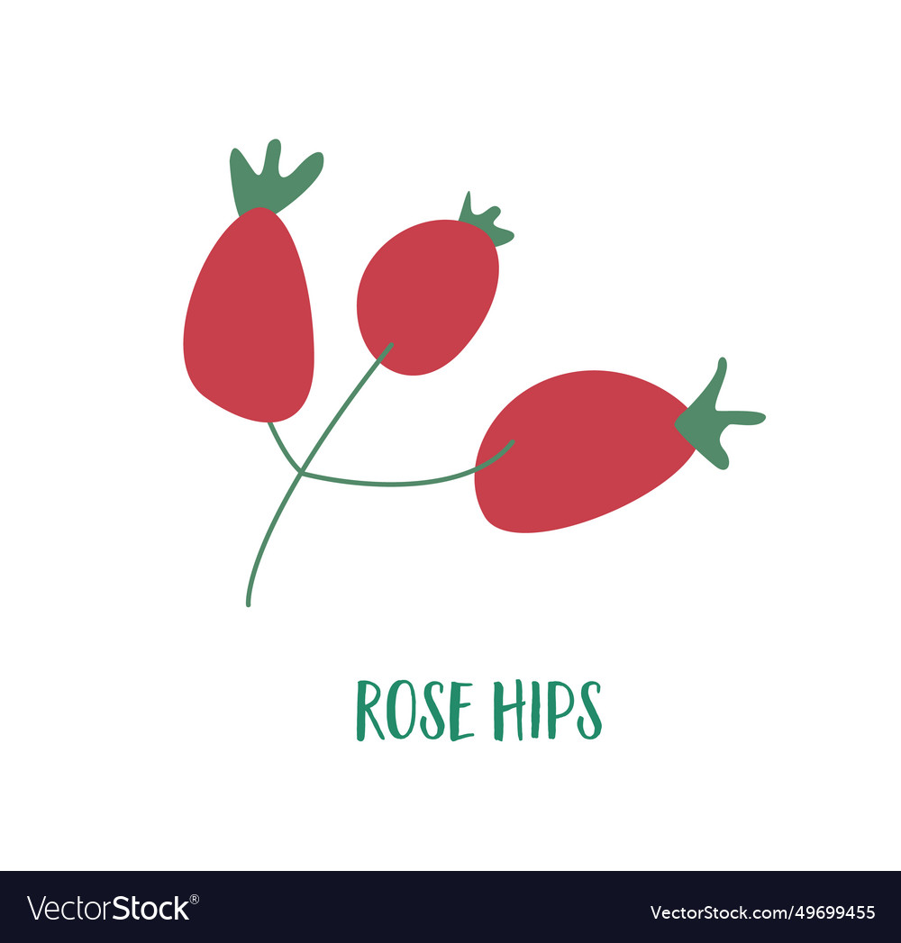 A hand drawn rose hips in white background