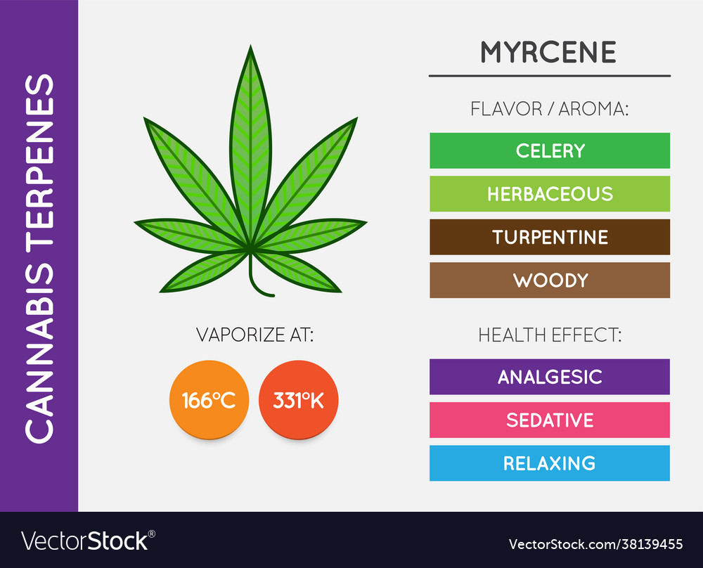 Cannabis terpene information chart aroma Vector Image