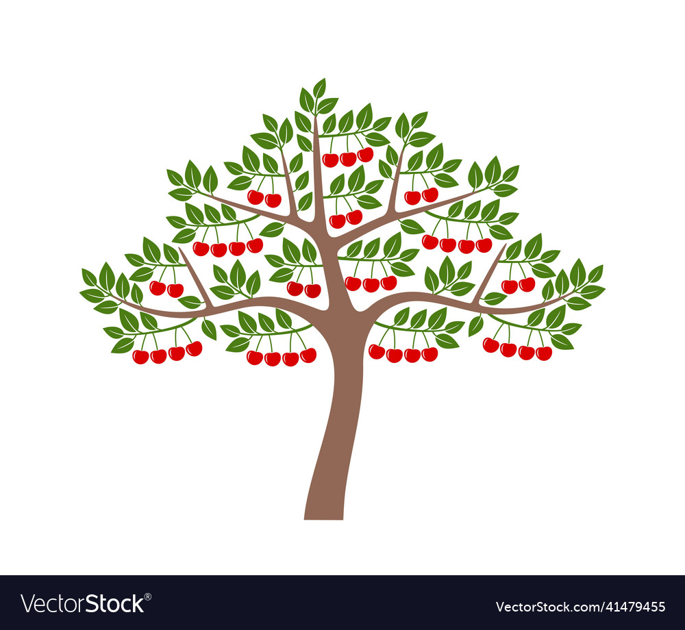 Cherry tree Royalty Free Vector Image VectorStock