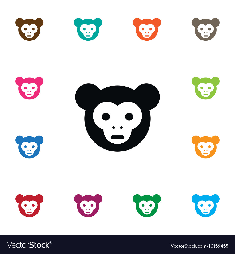 Isolated capuchin icon chimp element can