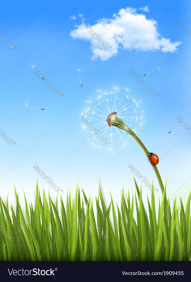 Nature background with a dandelion and ladybug Vector Image