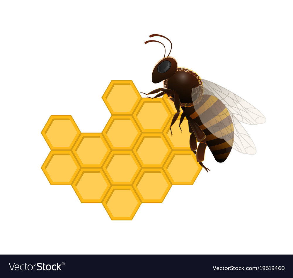 Honeybee on fresh honeycomb symbol