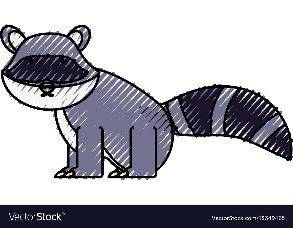 Raccoon