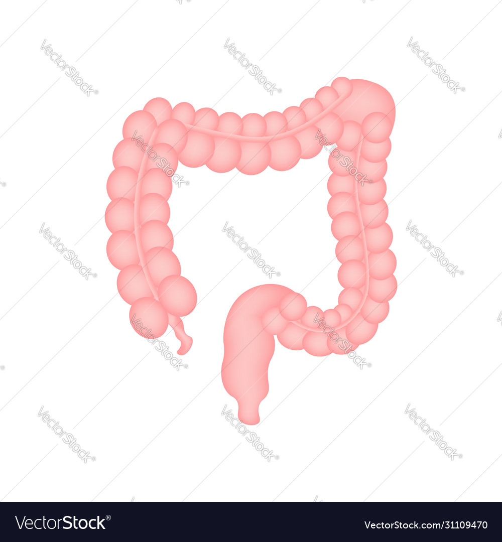 Colitis For Medical Design Gastroenterology Gut Vector Image