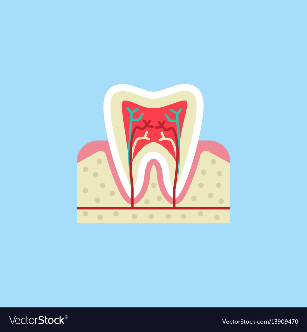 Tooth anatomy flat icon Royalty Free Vector Image