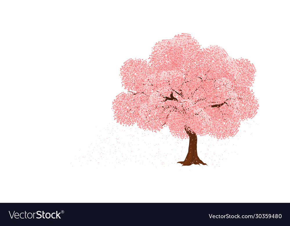 Sakura blossom - japanese cherry tree