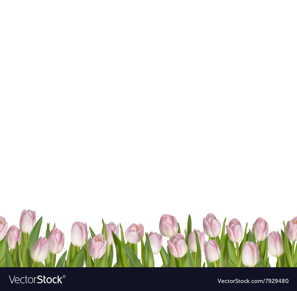Spring seamless border background eps 10 Vector Image