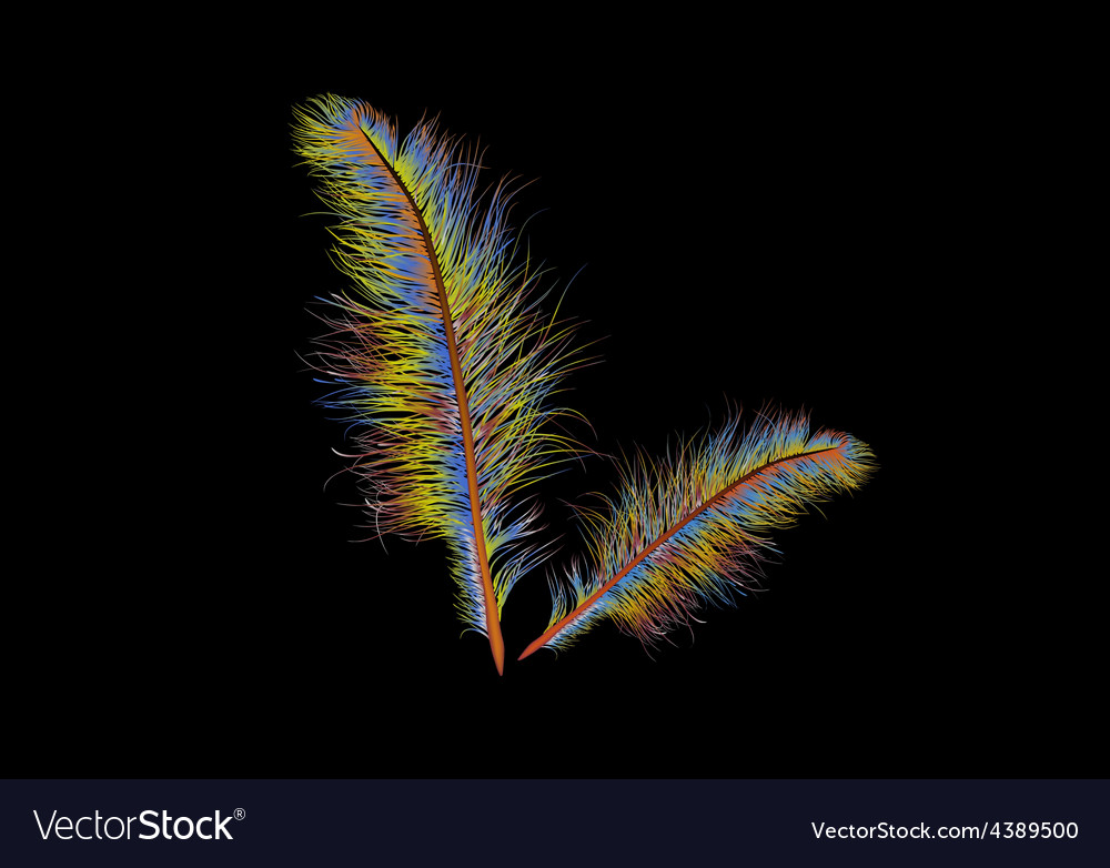 Coloured feather