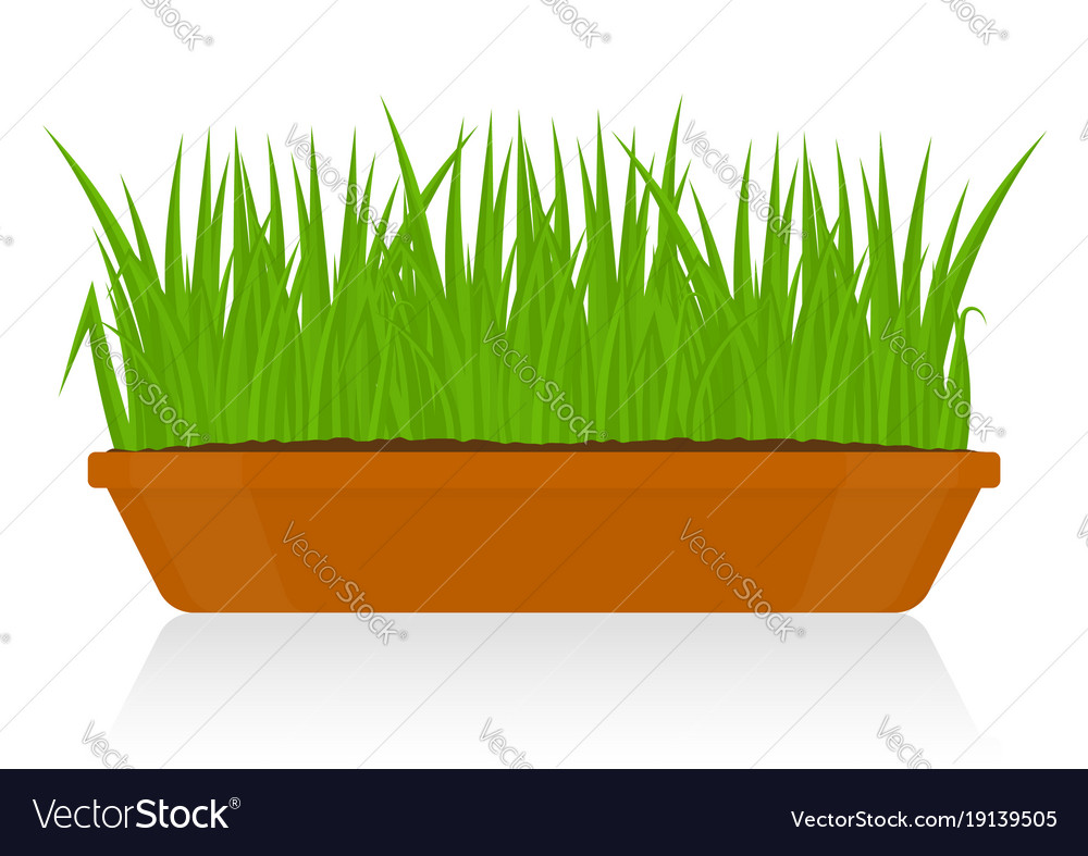 Green grass in clay pot isolated