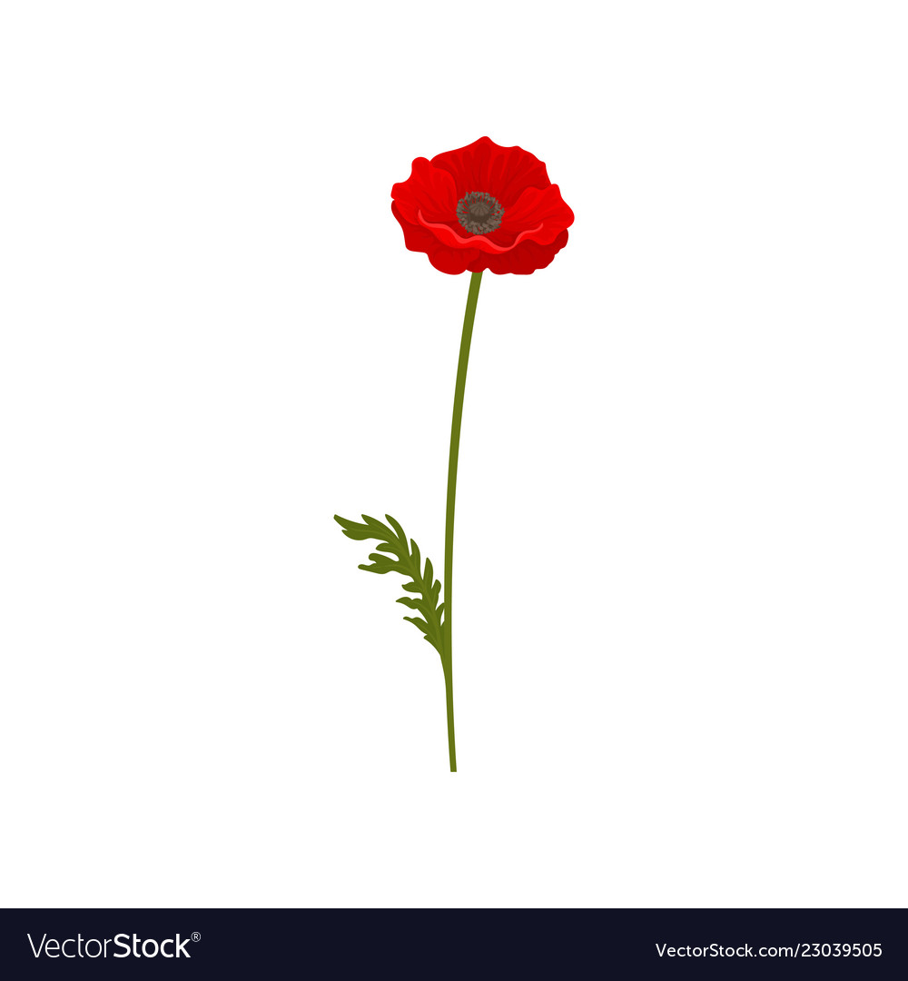 Poppy flower with stem floral design element