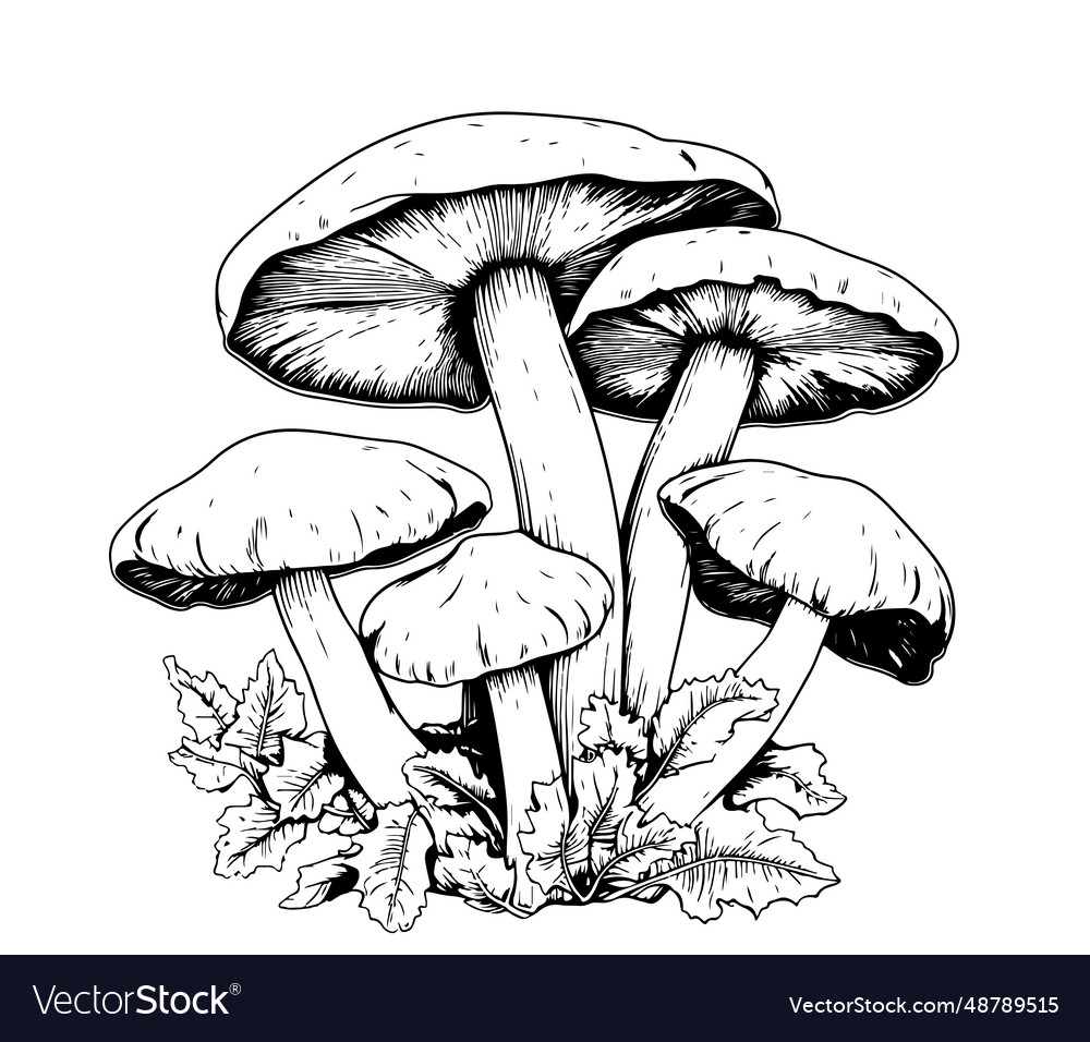 Mushrooms sketch hand drawn Royalty Free Vector Image