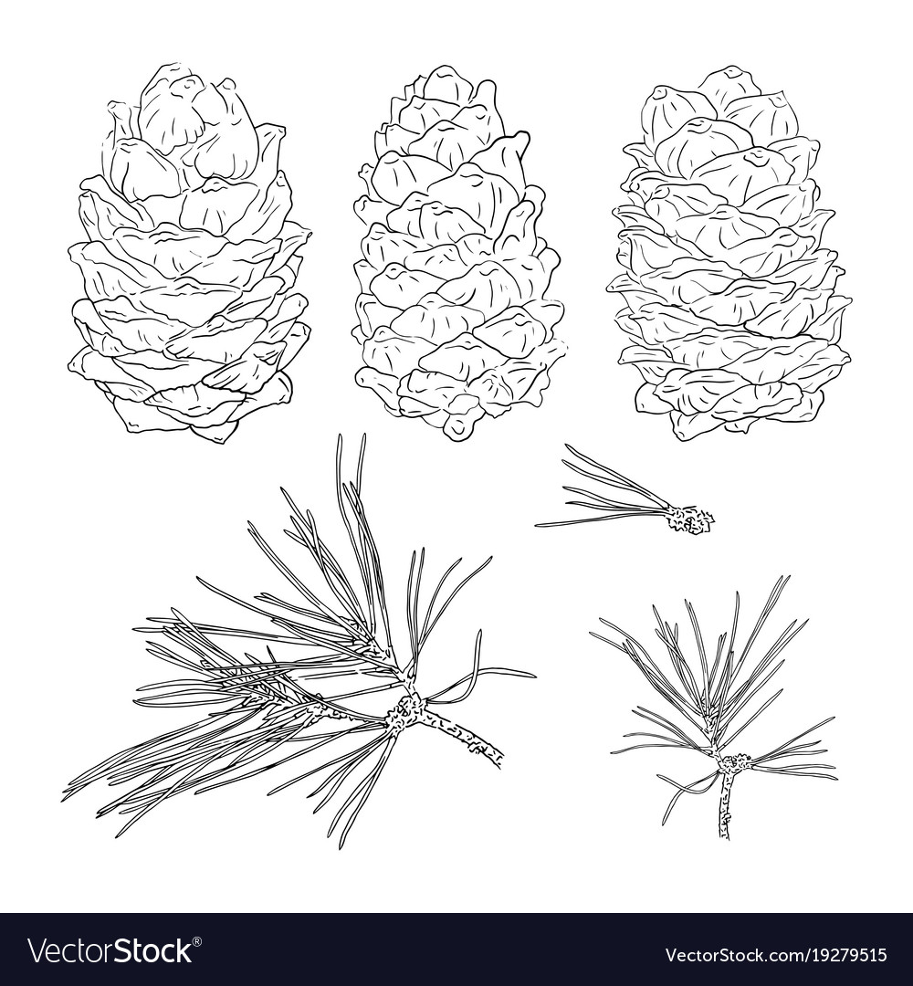 Set from fir tree branches and cones template