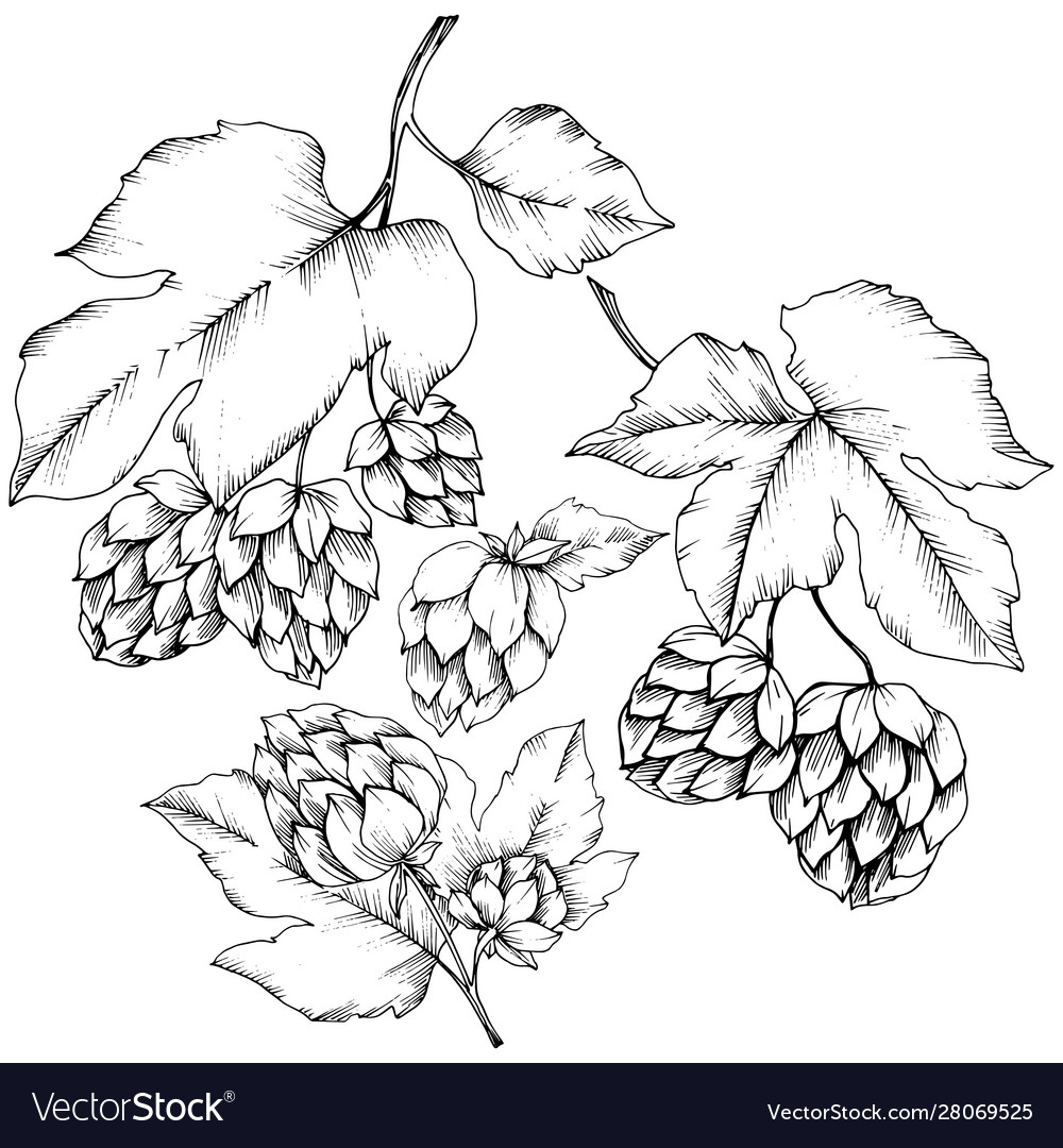 Black and white engraved humulus ink art Vector Image