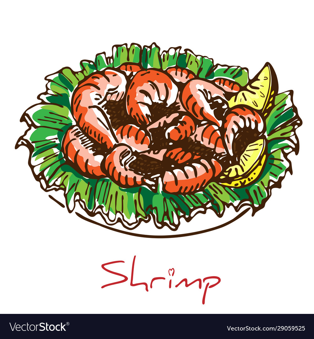 Hand drawn boiled prawn or shrimp with lettuce