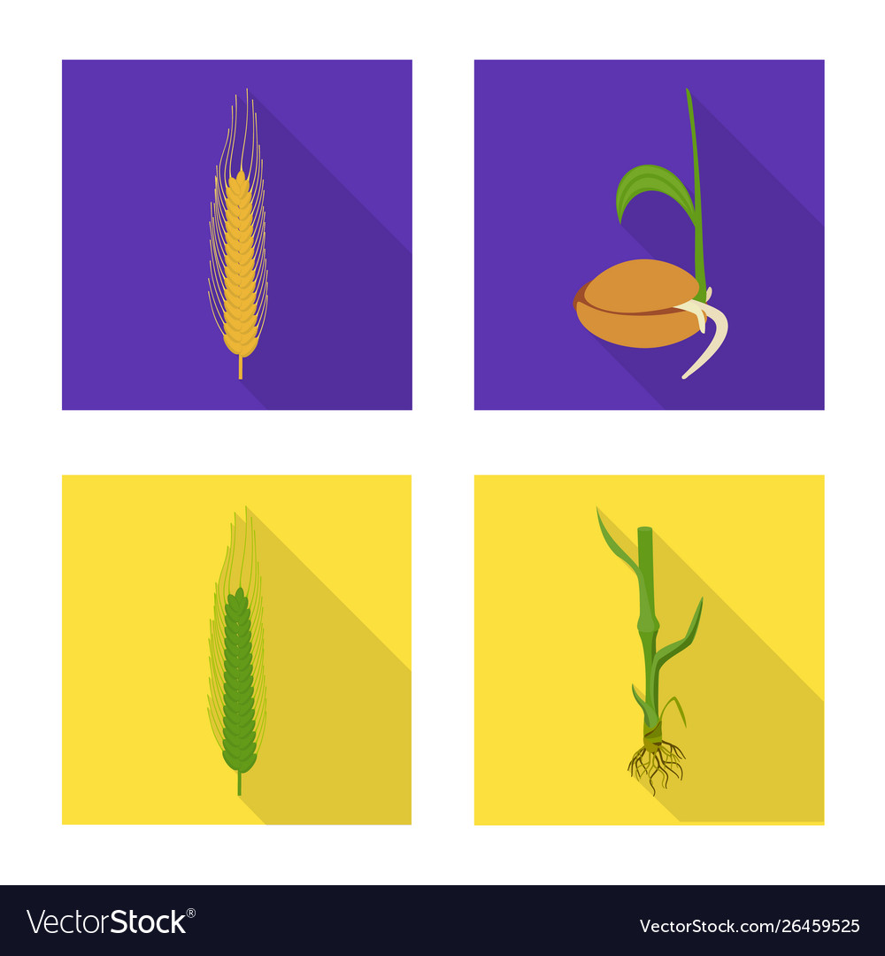 Isolated object wheat and corn symbol vector image Isolated object wheat and corn symbol