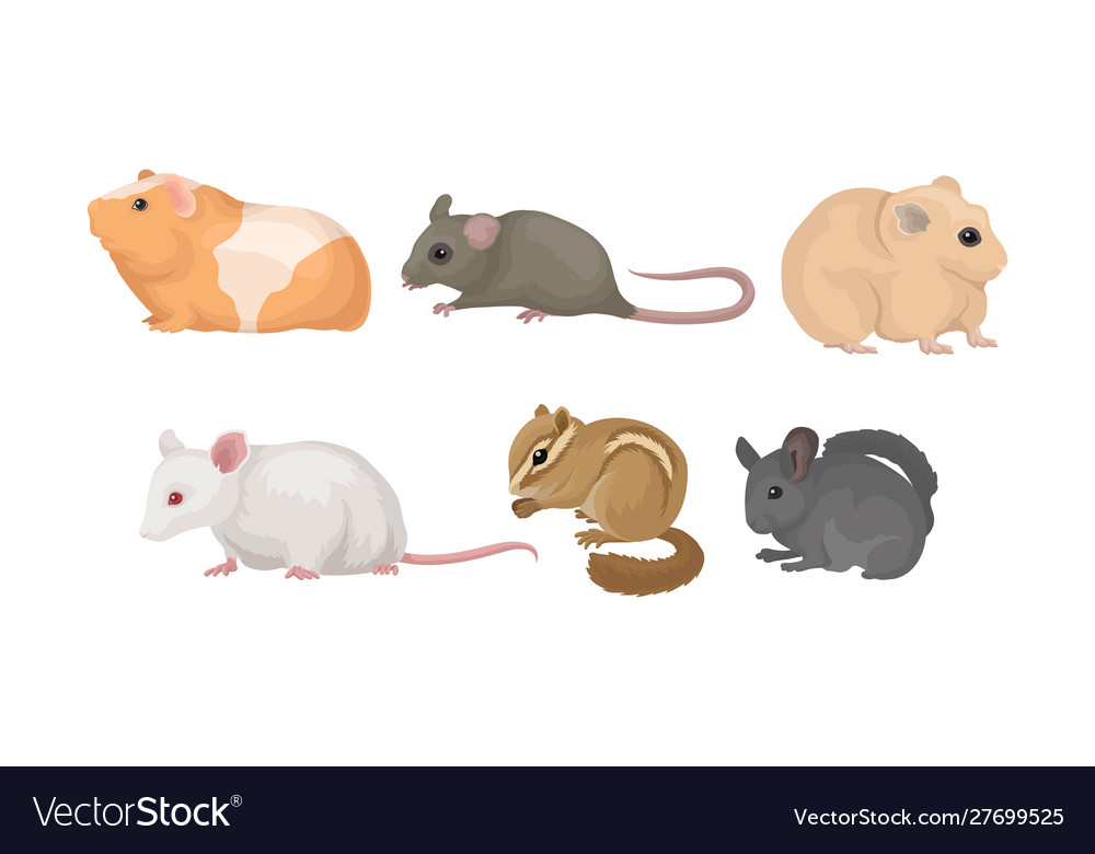 Small gnawing animals set isolated on white Vector Image Small gnawing animals set isolated on white Vector Image