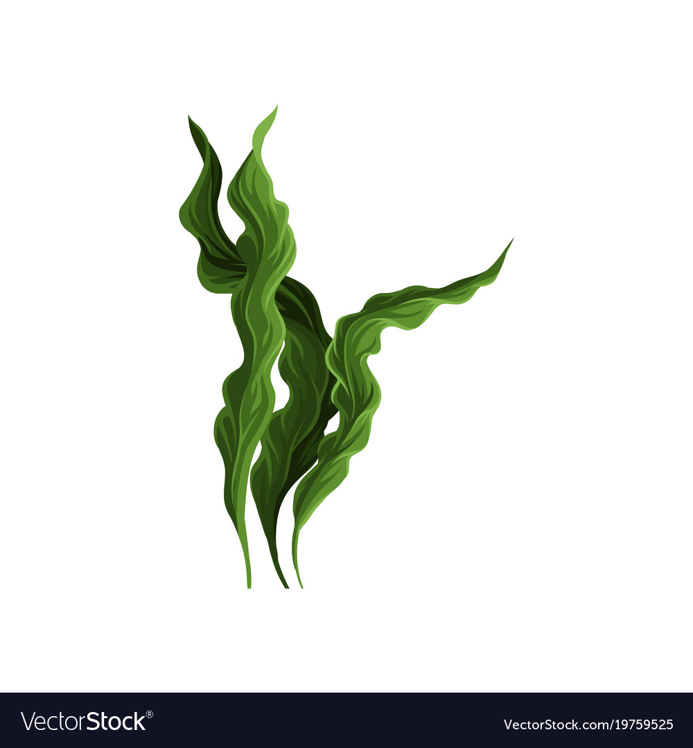 Spirulina Seaweed Underwater