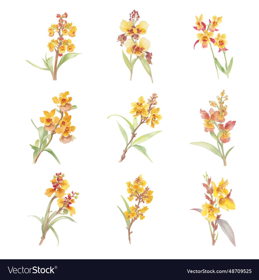 Watercolor set of yellow orchid flowers