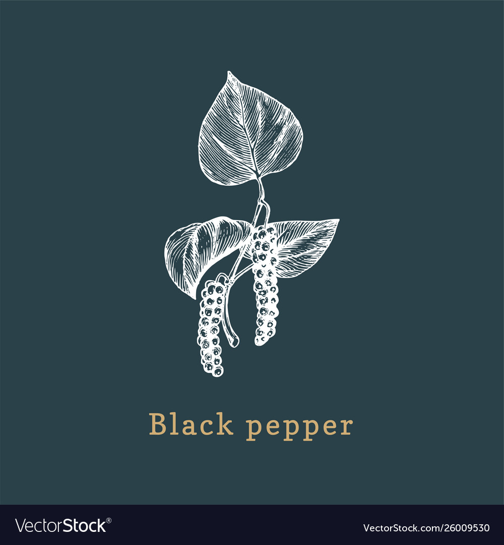 Black pepper sketch drawn spice herb