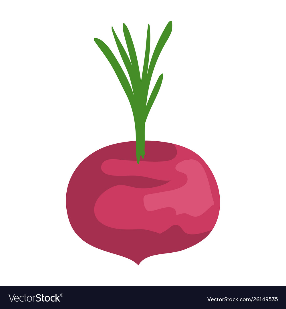 Onion fresh vegetable healthy icon