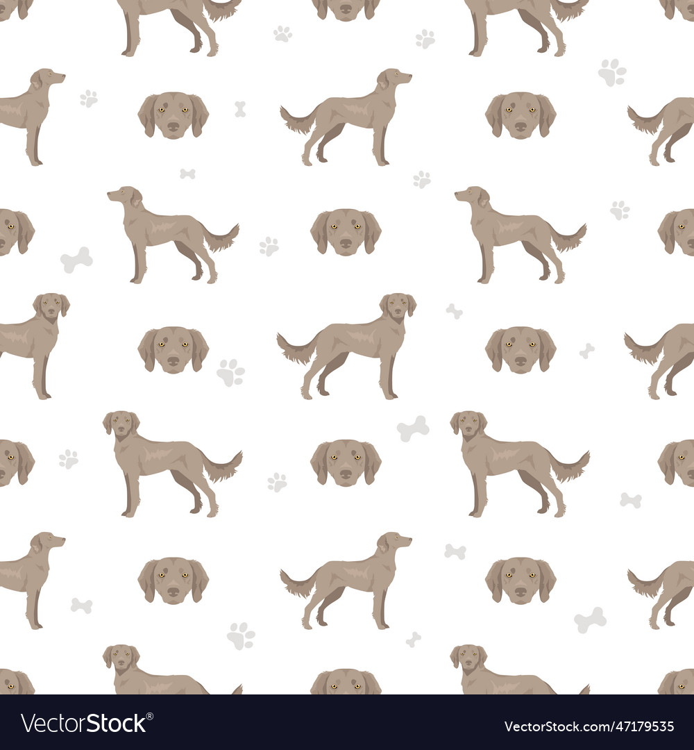 Weimaraner longhaired dog seamless pattern all vector image Weimaraner longhaired dog seamless pattern all