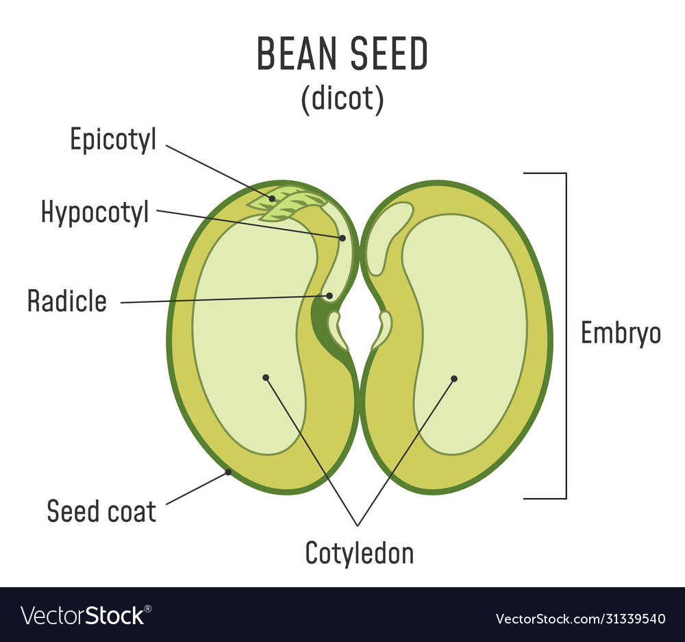 Bean Seed Structure Anatomy Grain Dicot Seed Vector Image | My XXX Hot Girl