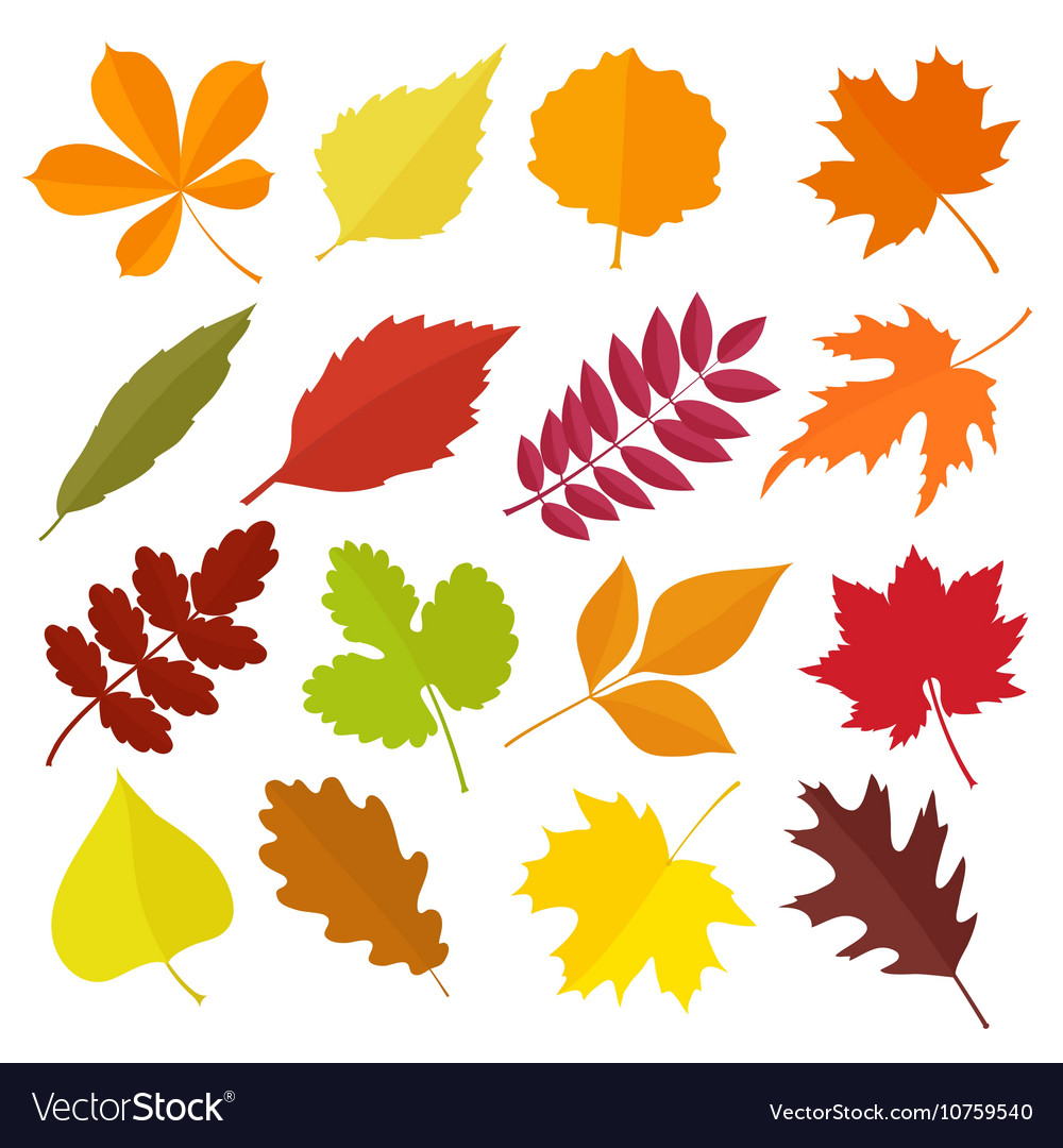 Set of colorful autumn leaves Royalty Free Vector Image