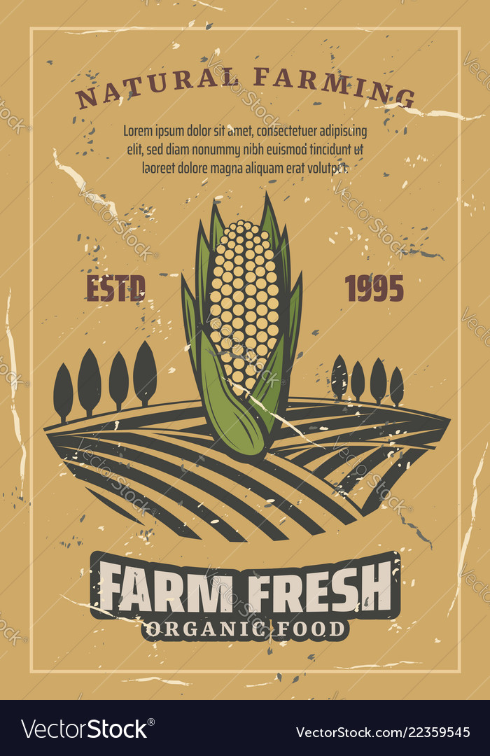 Corn vegetable harvest retro Royalty Free Vector Image