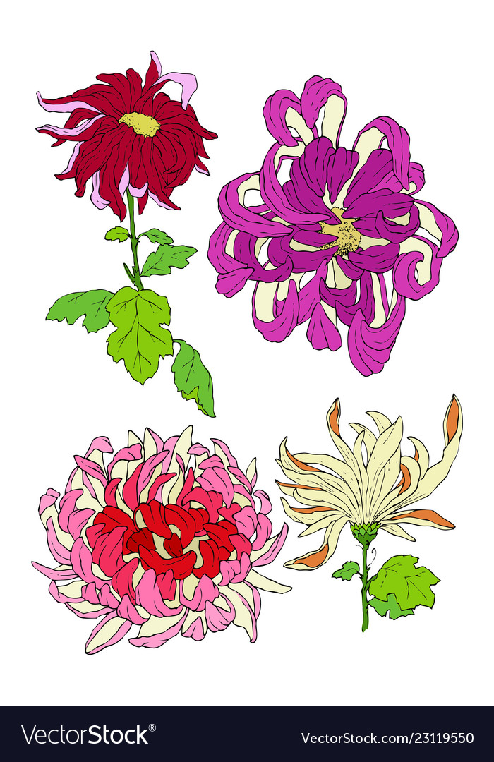 Chrysantemum flower hand drawn colored Royalty Free Vector