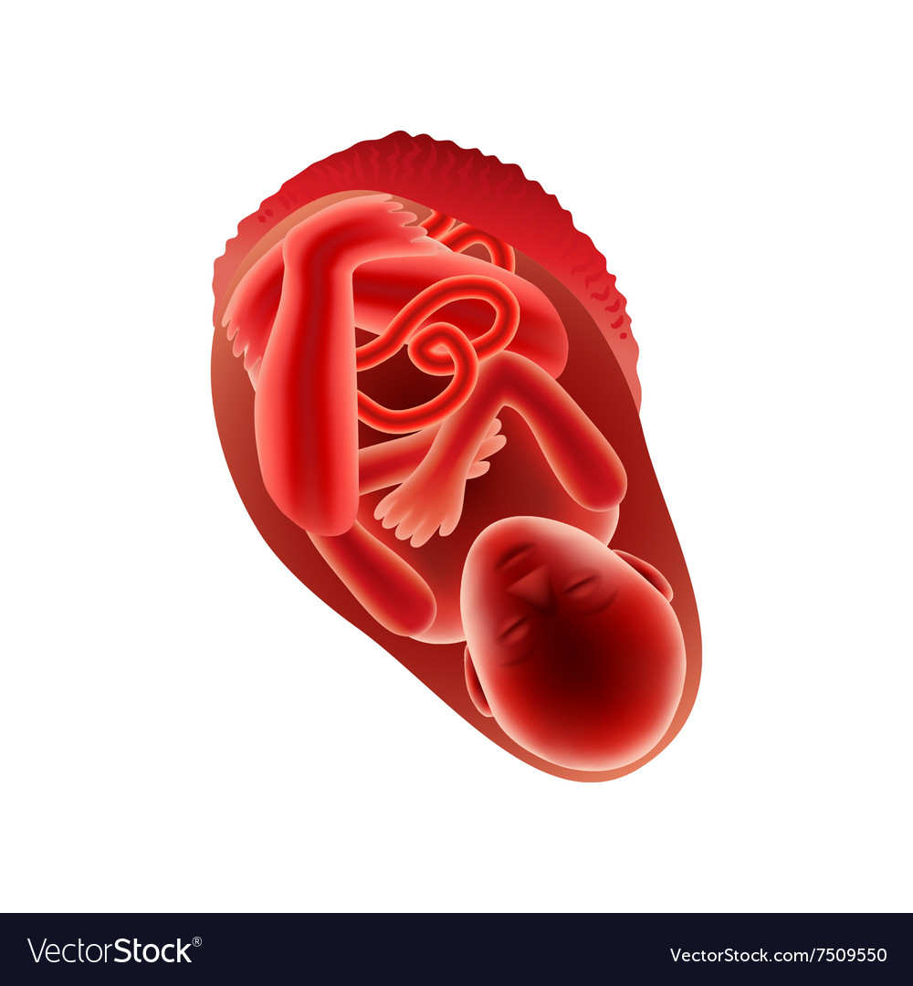 ninth-month-pregnancy-fetus-isolated-royalty-free-vector