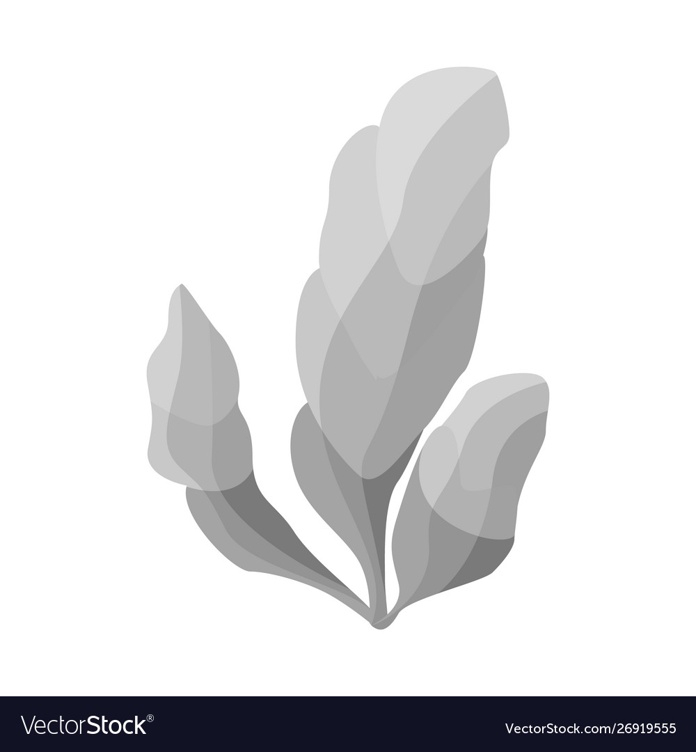 Isolated object seaweed and algae icon set
