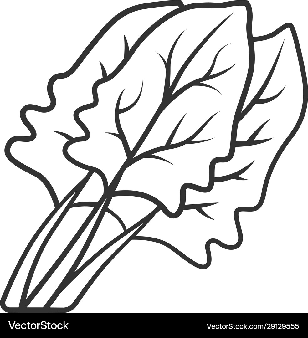 Spinach linear icon Royalty Free Vector Image - VectorStock
